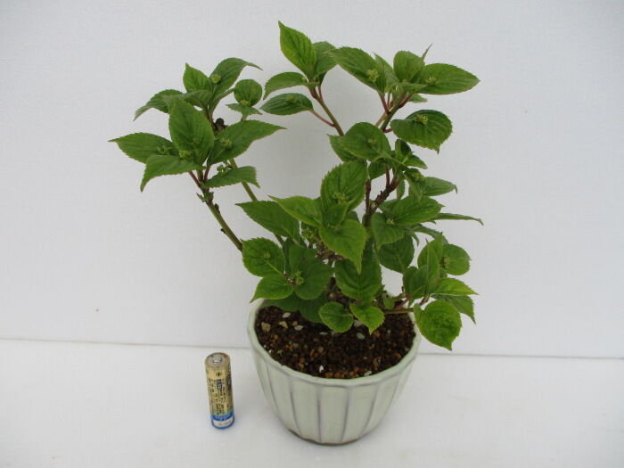 花筏（ハナイカダ）」の花 : 「じぃじ」のミニ盆栽日記