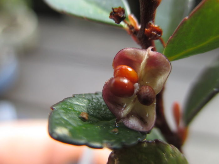 ハリツルマサキに種が・・・ : 「じぃじ」のミニ盆栽日記