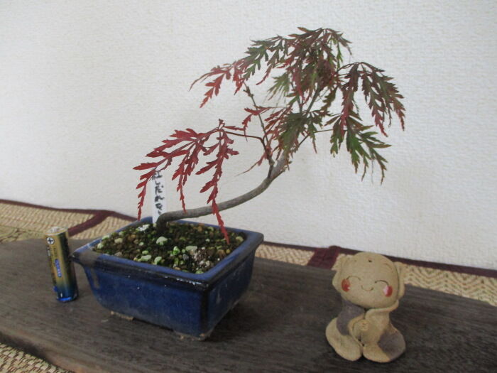 葉焼けした 紅枝垂れモミジ が復活 じぃじ のミニ盆栽日記