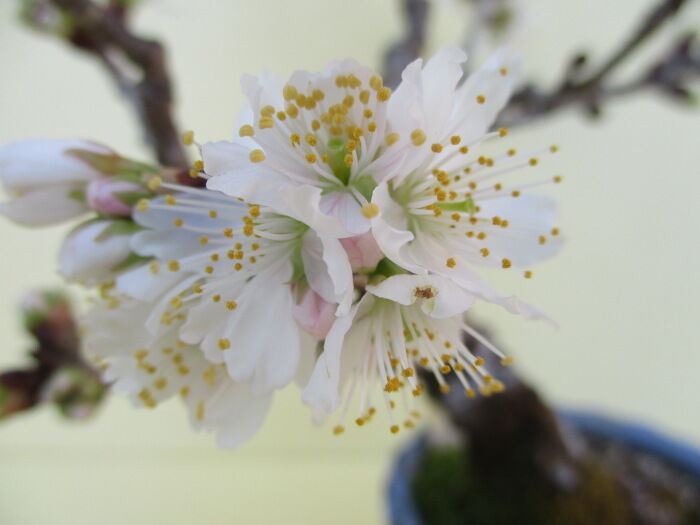 桜桃 サクランボ の花 じぃじ のミニ盆栽日記