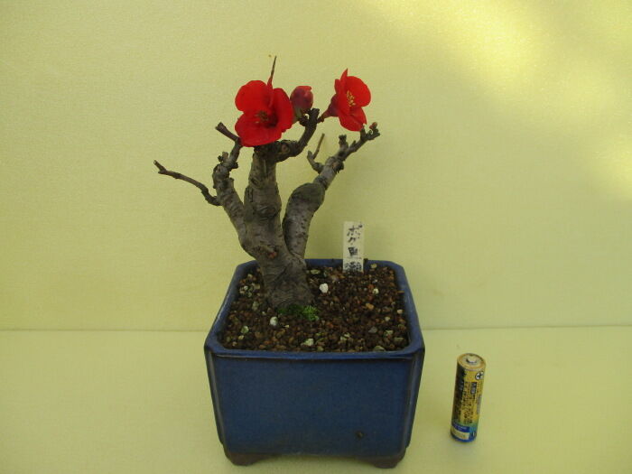 寒木瓜 カンボケ の 黒潮 クロシオ の花 じぃじ のミニ盆栽日記 寒木瓜 カンボケ の 黒潮 クロシオ の花 じぃじ のミニ盆栽日記