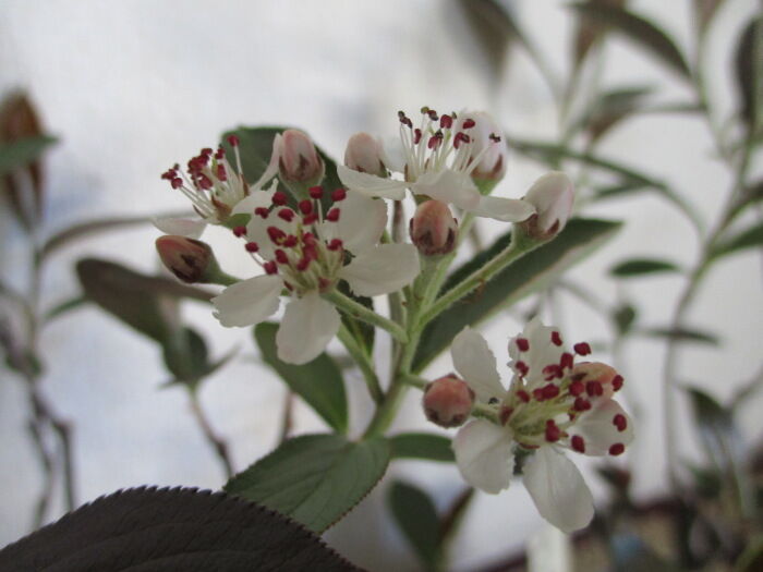 西洋鎌柄 セイヨウカマツカ の花 じぃじ のミニ盆栽日記