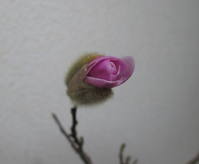 姫コブシ の花が咲きそうです じぃじ のミニ盆栽日記