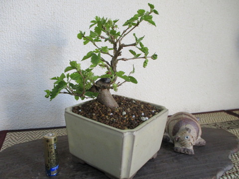 一才桑(イッサイクワ)」の花と実 : 「じぃじ」のミニ盆栽日記 一才桑(イッサイクワ)」の花と実 : 「じぃじ」のミニ盆栽日記