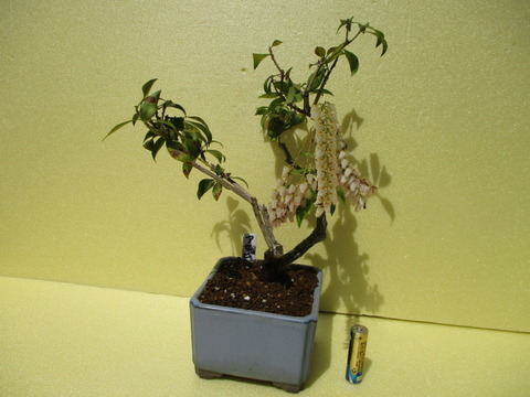 馬酔木（アセビ）」の花 : 「じぃじ」のミニ盆栽日記