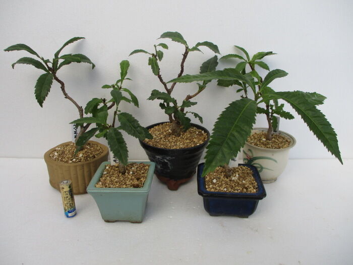 山桃（ヤマモモ）盆栽 SS006 山桃(ヤマモモ)盆栽 SS006 山桃(ヤマモモ)盆栽 SS006 山桃