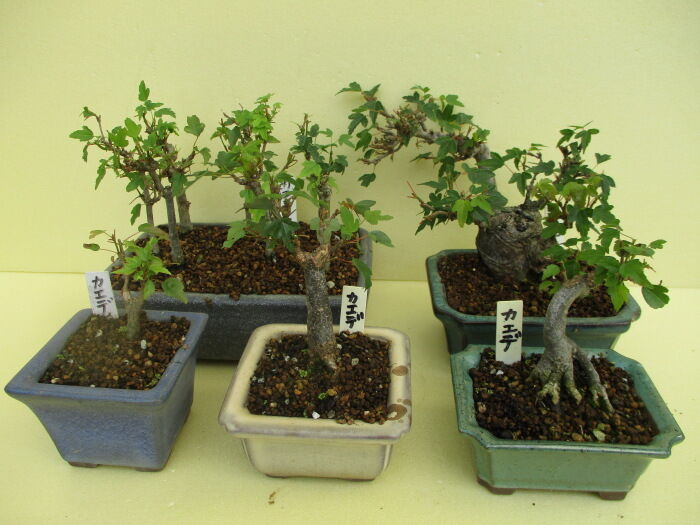 唐楓 トウカエデ たちの芽摘み 葉刈り じぃじ のミニ盆栽日記