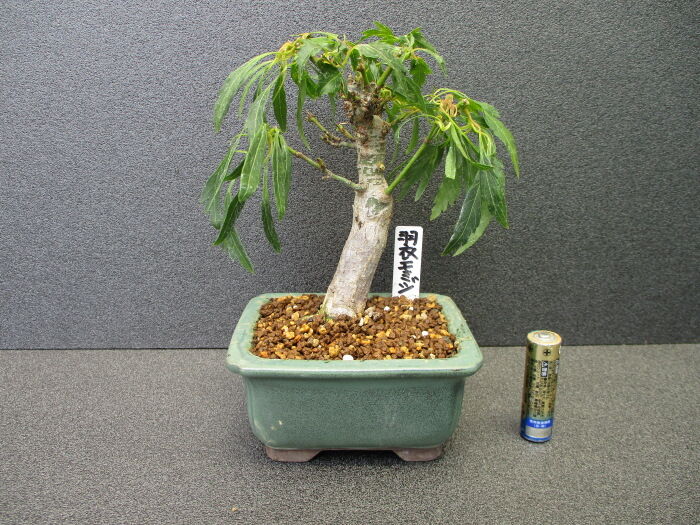 ハゴロモモミジ　トンボ ハゴロモモミジ