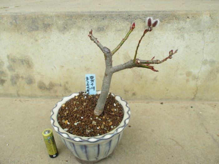 四万十ネコヤナギ の蕾 花 じぃじ のミニ盆栽日記