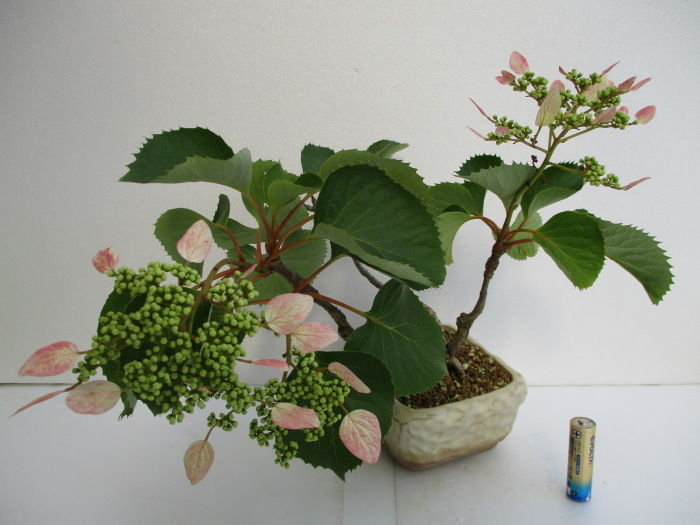 赤花岩がらみ の花 じぃじ のミニ盆栽日記 赤花岩がらみ の花 じぃじ のミニ盆栽日記