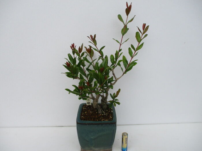 花柘榴 ハナザクロ の芽摘みと剪定 じぃじ のミニ盆栽日記 花柘榴 ハナザクロ の芽摘みと剪定 じぃじ のミニ盆栽日記