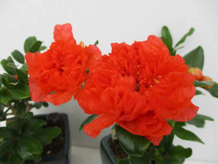 花柘榴 ハナザクロ の花 じぃじ のミニ盆栽日記