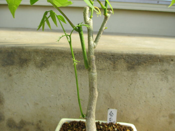 ミニ仕立てはとても無理な ムクロジ くんも じぃじ のミニ盆栽日記