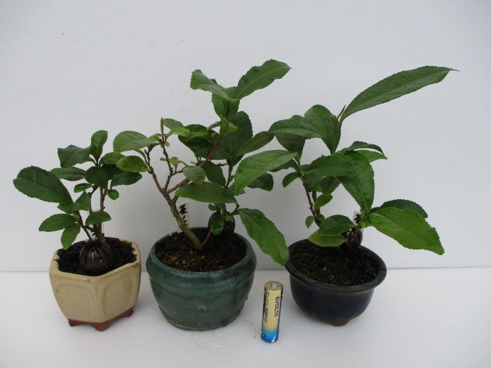 お茶ノ木 3兄弟を整枝 じぃじ のミニ盆栽日記 お茶ノ木 3兄弟を整枝 じぃじ のミニ盆栽日記