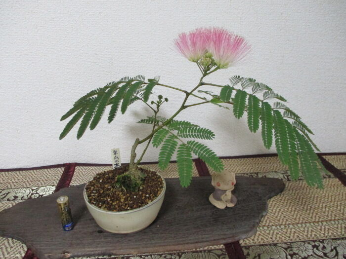 実生の 合歓の木 ネムノキ の花 じぃじ のミニ盆栽日記