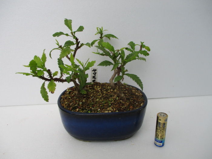 山桃（ヤマモモ）盆栽 SS006 山桃（ヤマモモ）盆栽 SS006 山桃(ヤマモモ)盆栽 SS006 盆栽創