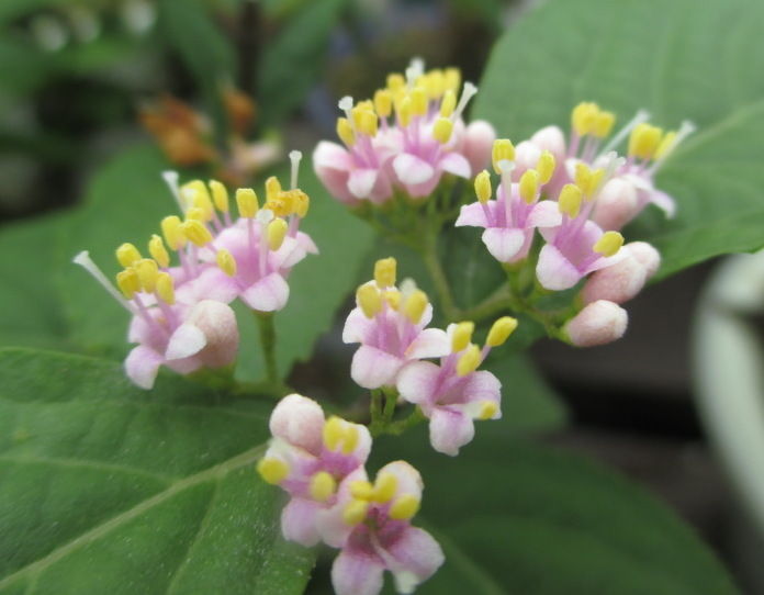 紫式部 ムラサキシキブ の花 じぃじ のミニ盆栽日記