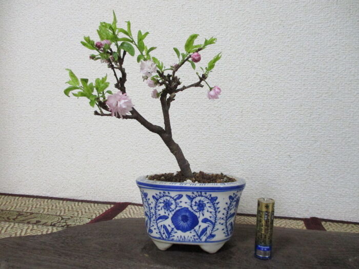 庭桜 ニワザクラ の花 じぃじ のミニ盆栽日記 庭桜 ニワザクラ の花 じぃじ のミニ盆栽日記