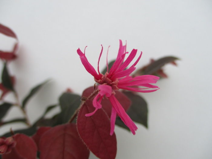 常盤万作 トキワマンサク も二度咲き そして実生り じぃじ のミニ盆栽日記 常盤万作 トキワマンサク も二度咲き そして実生り じぃじ のミニ盆栽日記