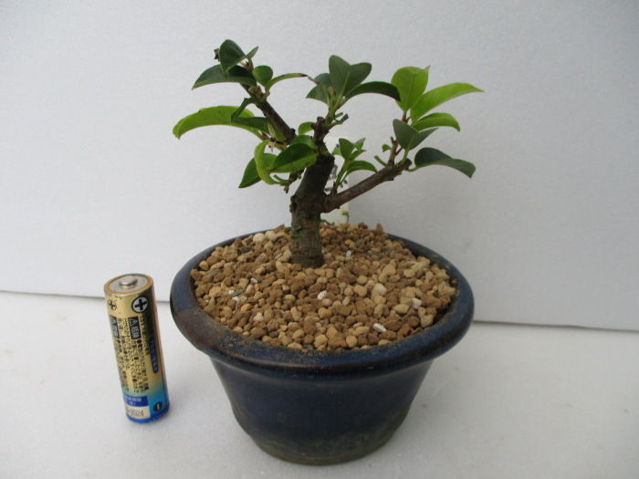 限定製作 冬青 ソヨゴ 盆栽 S008 大注目 Www Globaldentalcentre Org