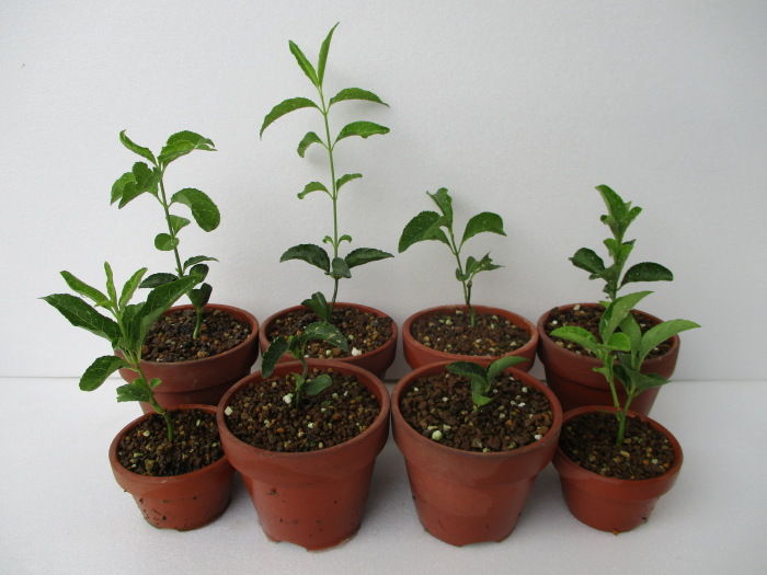 すべての花の画像 最新のhdマユミ 実生