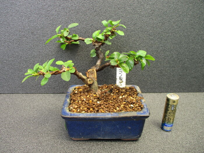 実生の「野茉莉（エゴノキ）」、2回目の手入れ : 「じぃじ」のミニ