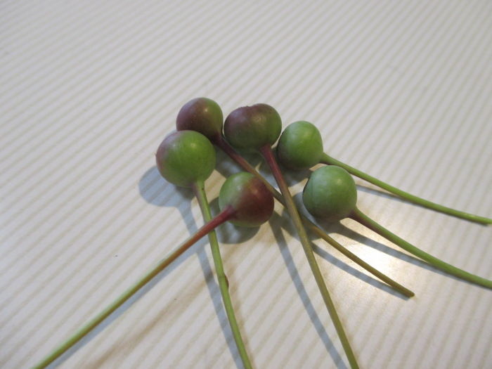 花海棠 ハナカイドウ の実から種を じぃじ のミニ盆栽日記