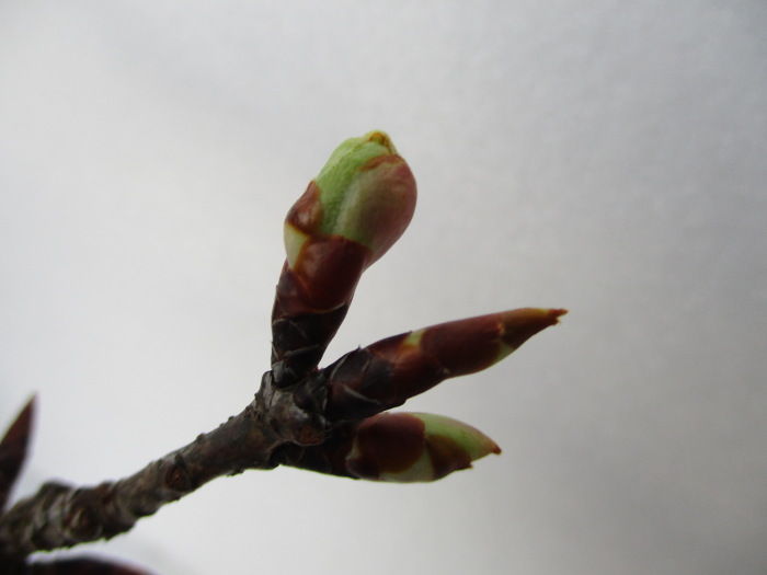 花芽か 葉芽か どっち じぃじ のミニ盆栽日記