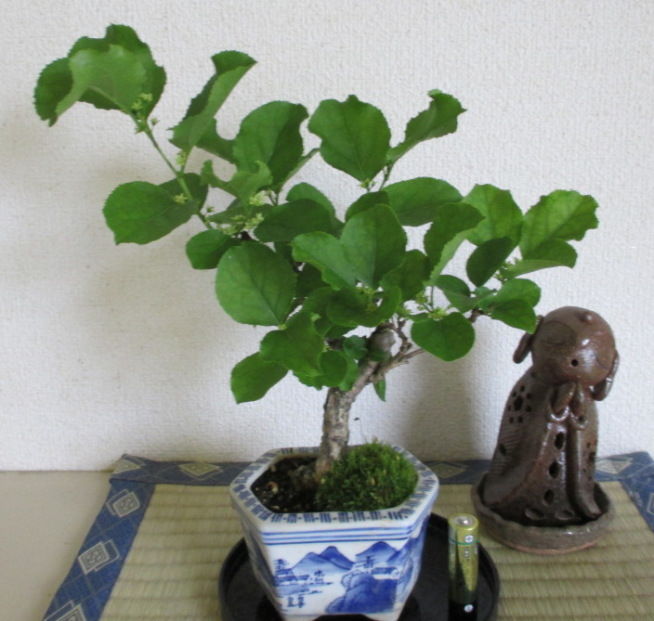 蔓梅擬 ツルウメモドキ も咲いてました じぃじ のミニ盆栽日記 蔓梅擬 ツルウメモドキ も咲いてました じぃじ のミニ盆栽日記