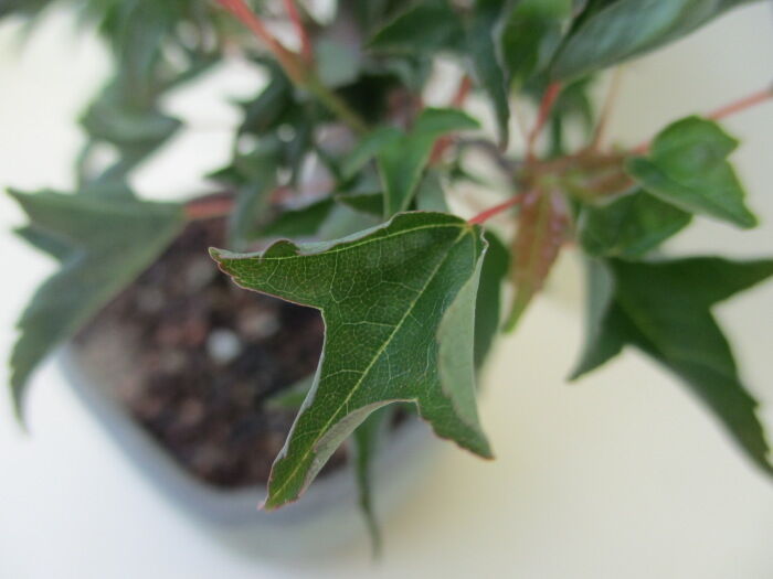 鳴門楓 ナルトカエデ の芽摘みと葉刈り じぃじ のミニ盆栽日記