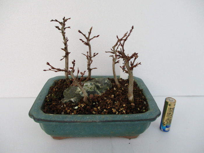 金四手(カナシデ)盆栽 SS002 金四手(カナシデ)盆栽 SS002 カナシデI