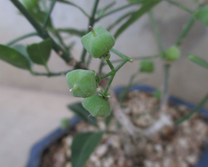 真弓 マユミ 小真弓 コマユミ そして 錦木 ニシキギ じぃじ のミニ盆栽日記 真弓 マユミ 小真弓 コマユミ そして 錦木 ニシキギ じぃじ のミニ盆栽日記