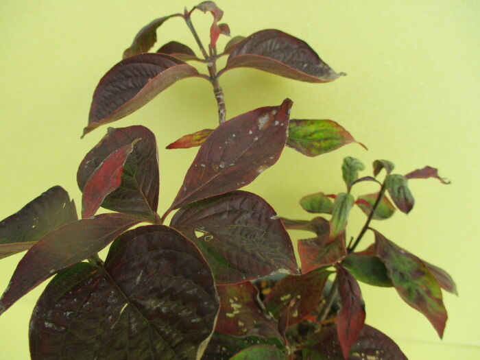 実生 花水木 ハナミズキ の紅葉 じぃじ のミニ盆栽日記