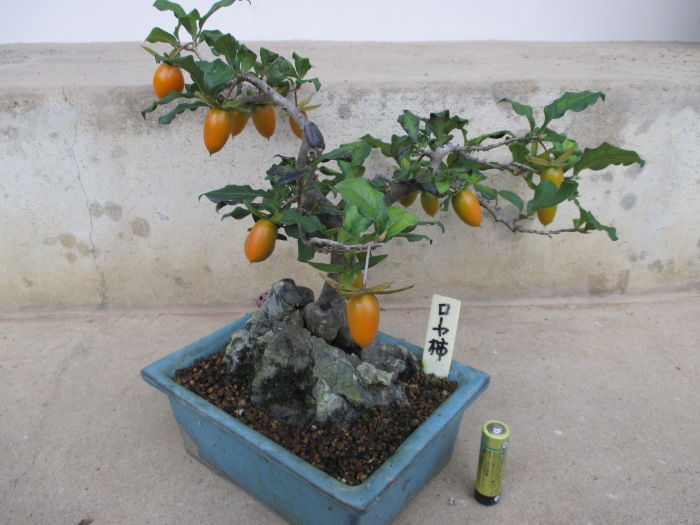 アカゲラさん専用　老爺柿　品種名　雅　みやび 単位結果種雄木がなくても実が成る アカゲラさん専用 老爺柿 品種名 雅 みやび 単位結果種雄木がなくても