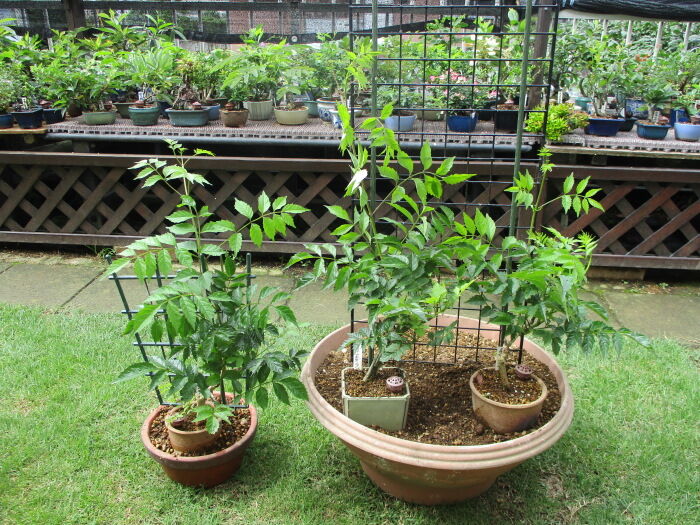 今年も 凌霄花 ノウゼンカズラ を咲かせたい じぃじ のミニ盆栽日記