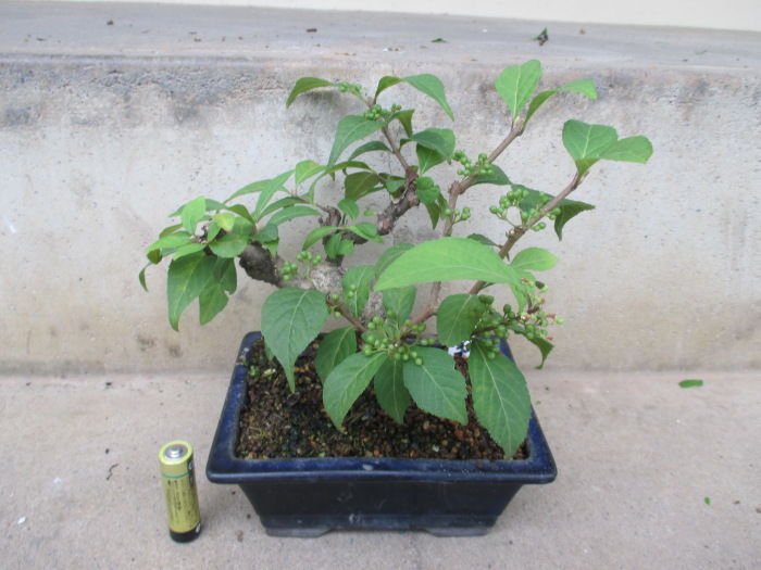 紫式部 ムラサキシキブ の剪定 整枝 じぃじ のミニ盆栽日記