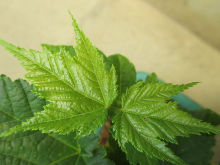 未だに花を見せてくれない「瓜膚楓（ウリハダカエデ）」くん : 「じぃ