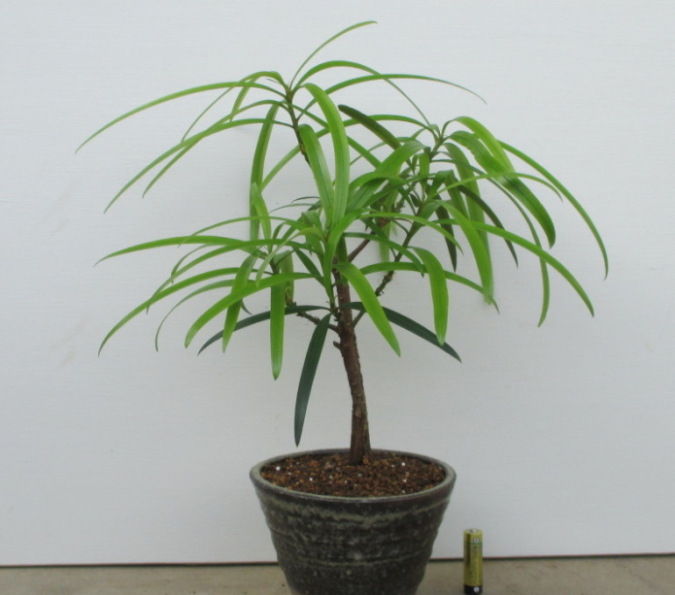 イヌマキ盆栽 植木 盆栽 イヌマキ」の人気商品一覧 | 安い商品を通販サイトから探す