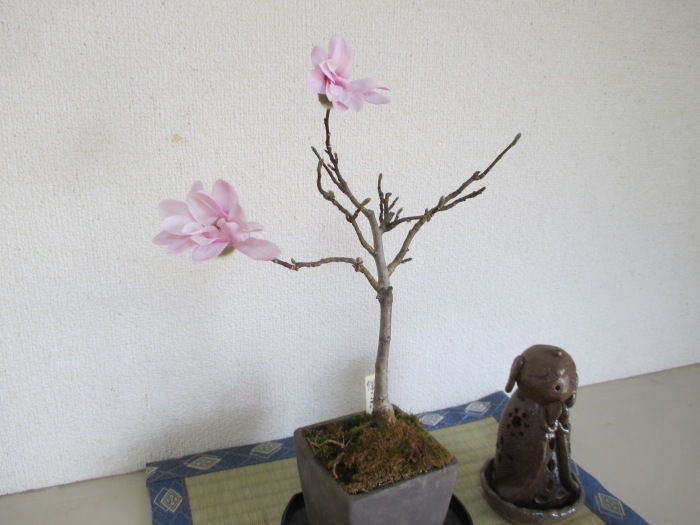 姫コブシ の花 じぃじ のミニ盆栽日記