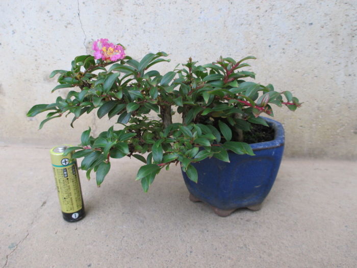 石付け　姫百日紅　持込古　 姫百日紅（ヒメサルスベリ）」一輪だけ咲いた : 「じぃじ」のミニ盆栽日記
