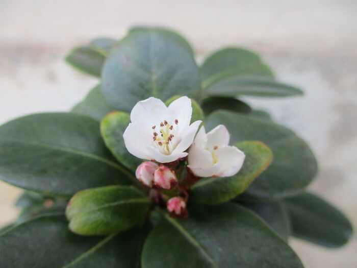 丸葉車輪梅 マルバシャリンバイ の花 じぃじ のミニ盆栽日記