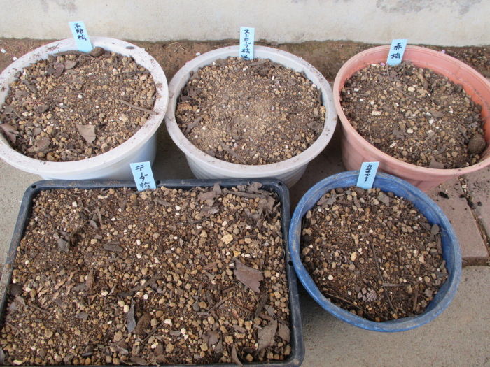 松ぼっくり を拾いに じぃじ のミニ盆栽日記