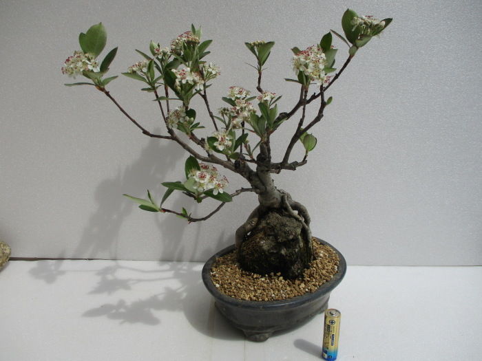 西洋鎌柄 セイヨウカマツカ の花 じぃじ のミニ盆栽日記