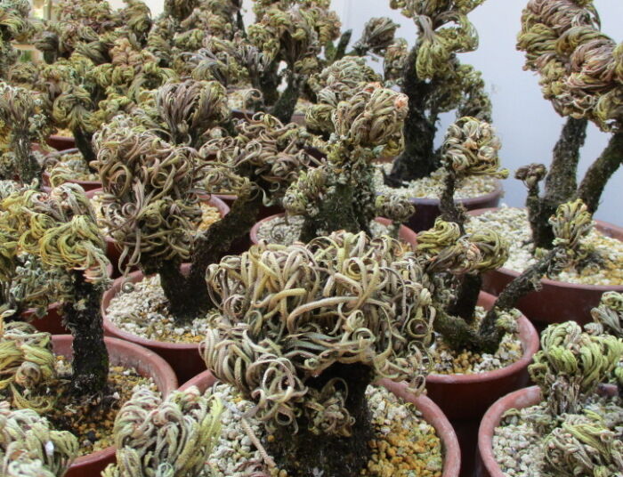 岩檜葉 イワヒバ の植替え じぃじ のミニ盆栽日記 岩檜葉 イワヒバ の植替え じぃじ のミニ盆栽日記