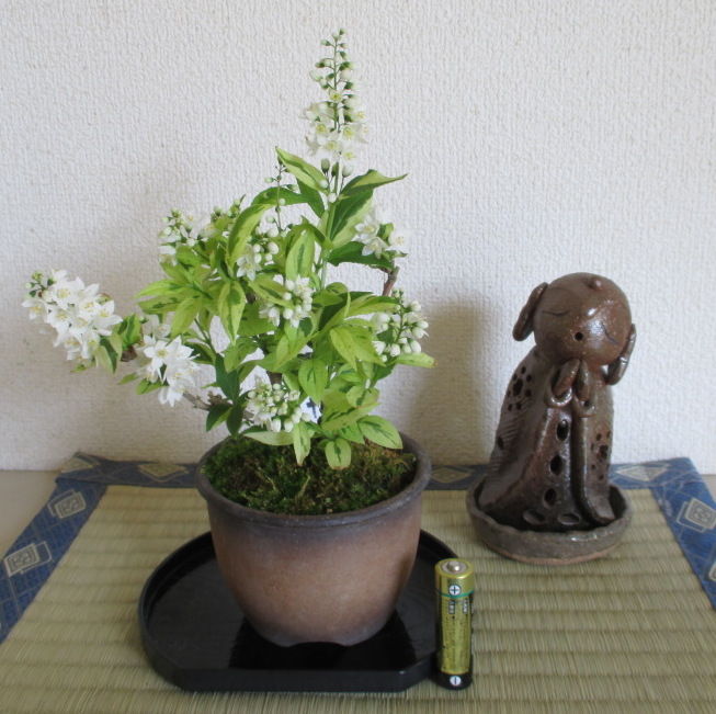 姫空木 ヒメウツギ が咲きました じぃじ のミニ盆栽日記 姫空木 ヒメウツギ が咲きました じぃじ のミニ盆栽日記
