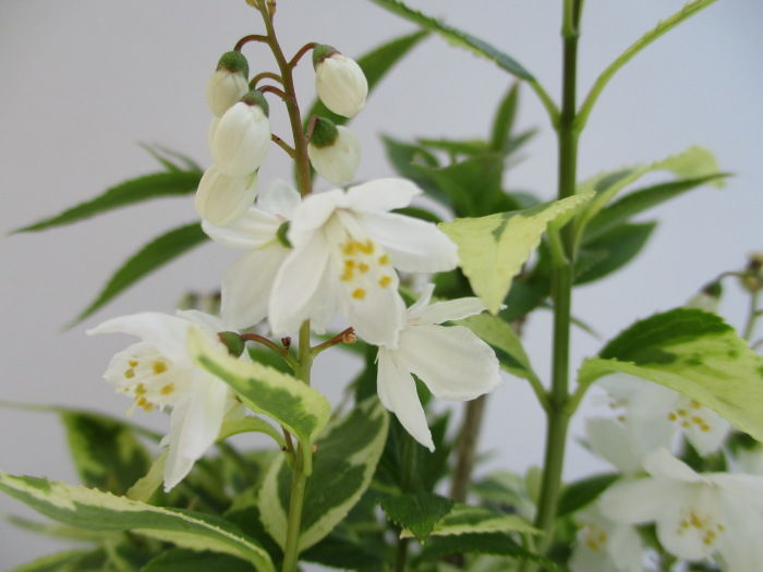 姫空木 ヒメウツギ の白い花 じぃじ のミニ盆栽日記