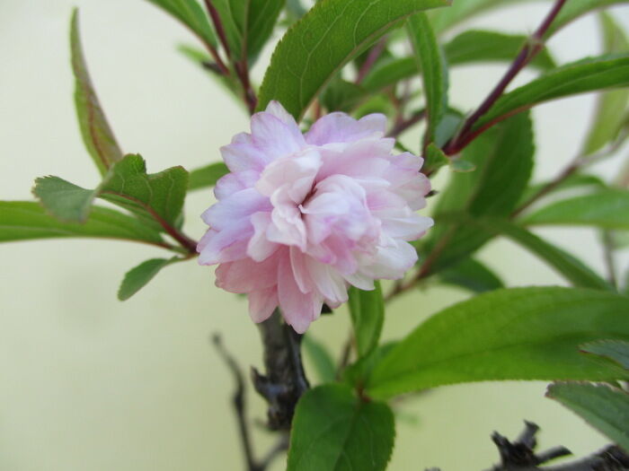 今年は一輪だけ 庭桜 ニワザクラ の花 じぃじ のミニ盆栽日記 今年は一輪だけ 庭桜 ニワザクラ の花 じぃじ のミニ盆栽日記
