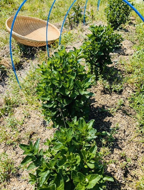 C1C94379-F771-4828-B886-50FE01EFE347