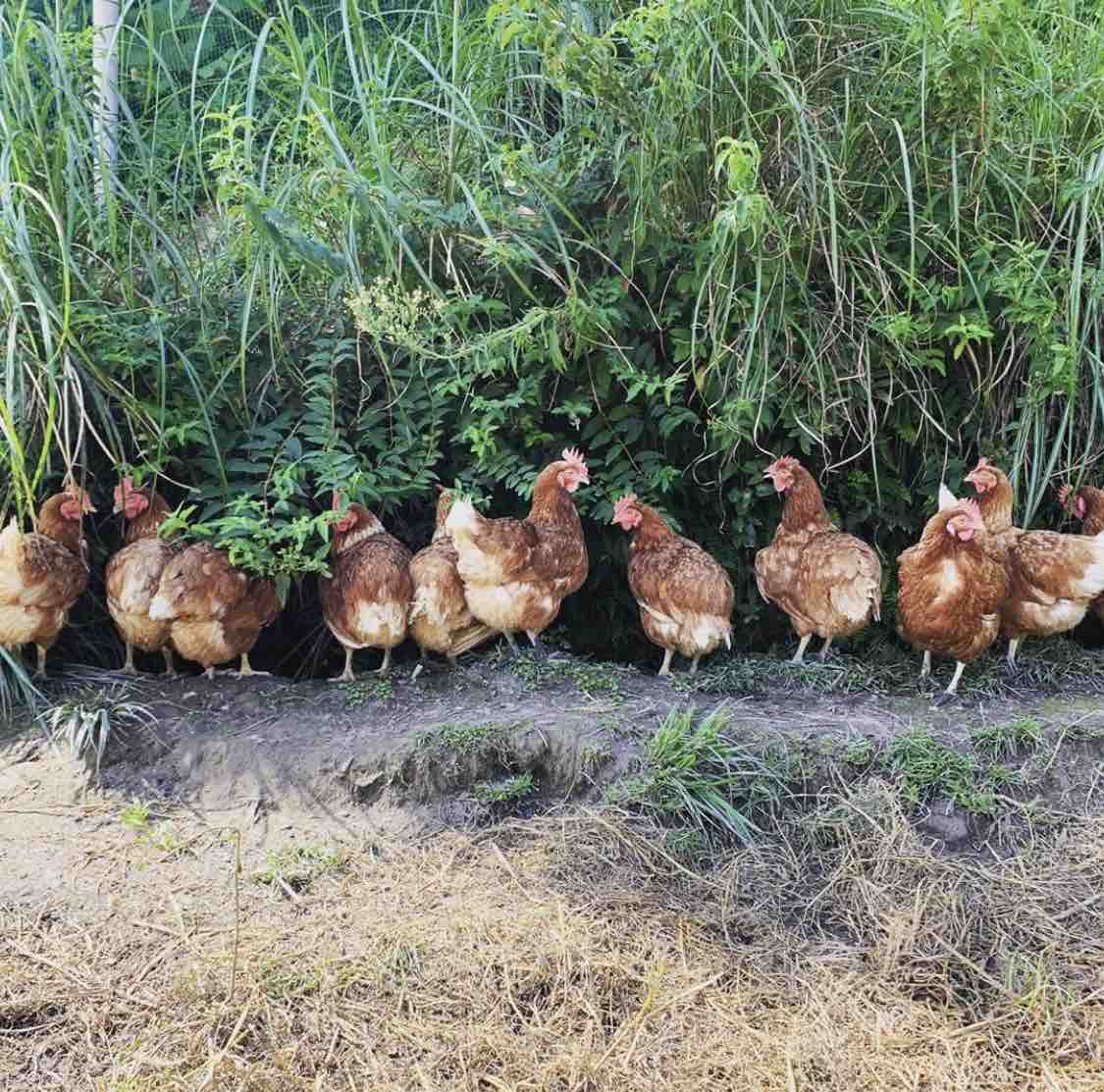 Ptn専用の畑で大事に育てられているモヒート専用ミント イエルバブエナ 成長レポート 大阪京橋の隠れ家 Bar Ptn Barのblog