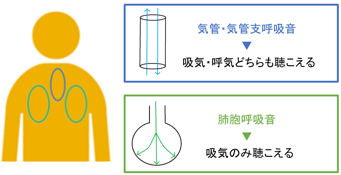 ウィーズ 呼吸